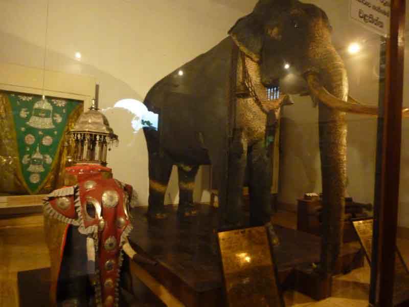 Maligawa Tusker
