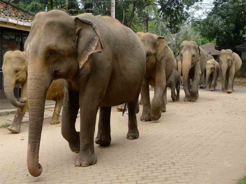 Pinnawela Elephant Orphanage